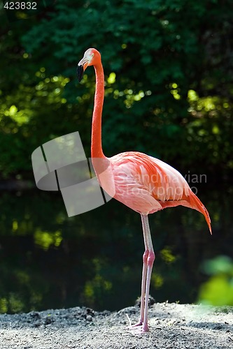 Image of Flamingo