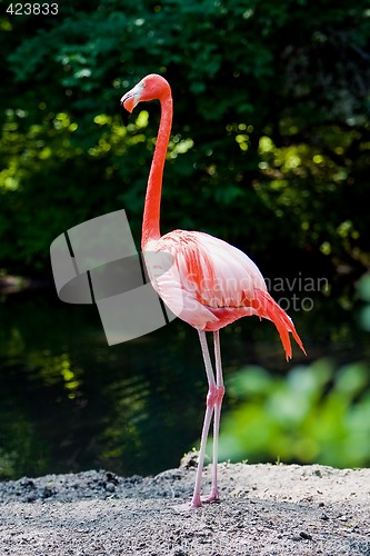 Image of Flamingo