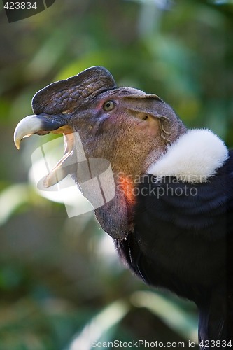 Image of Andean Condor