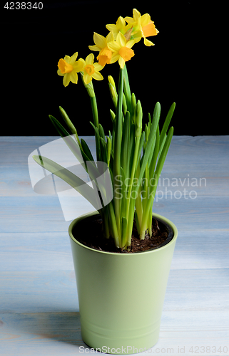 Image of Yellow Daffodils in Pot