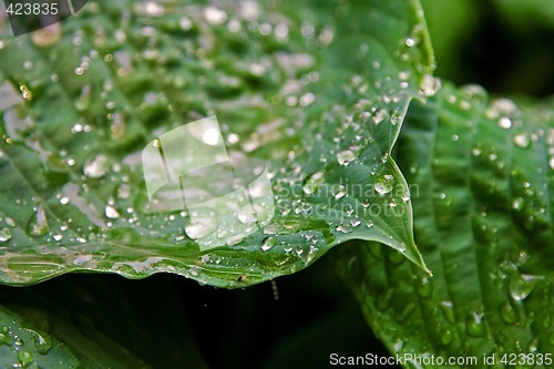 Image of Leaves with water drops
