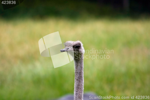 Image of Cute Ostrich face