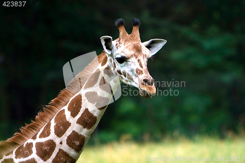 Image of Cute Giraffe face
