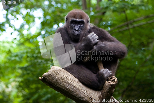 Image of Gorilla in a tree