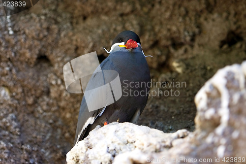 Image of Inca Tern in a cliff