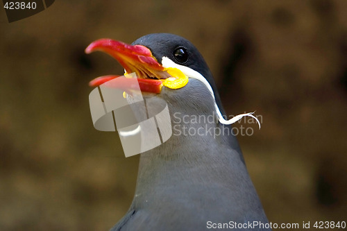 Image of Beautiful Inca Tern