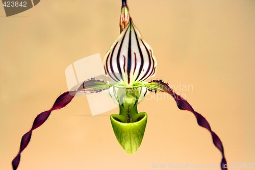 Image of Orchid flower