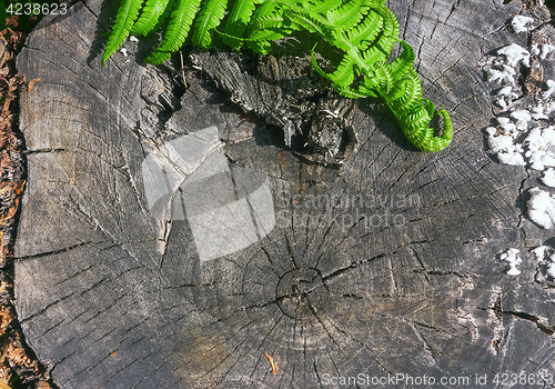 Image of Fern Leaves On A Wooden Background