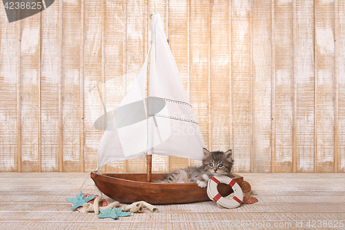 Image of Cute Kitten in a Sailboat With Ocean Theme