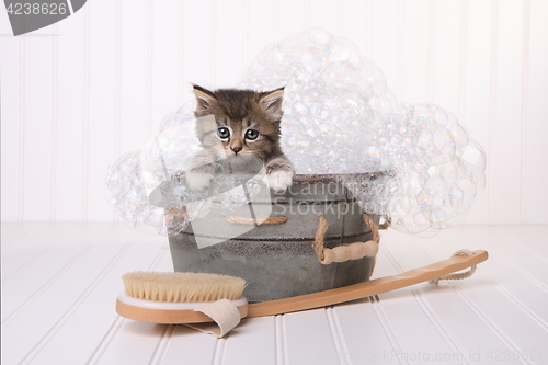 Image of Cute Kitten in Washtub Getting Groomed By Bubble Bath