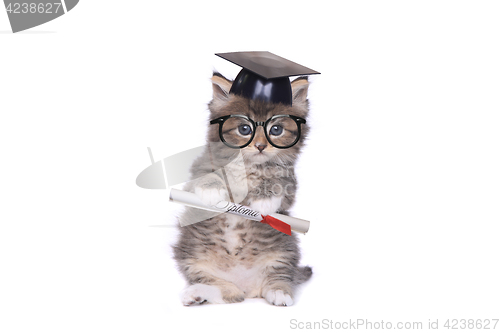 Image of Kitten Graduating With Diploma