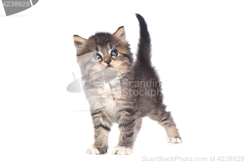 Image of Cute Tiny Kitten on a White Background