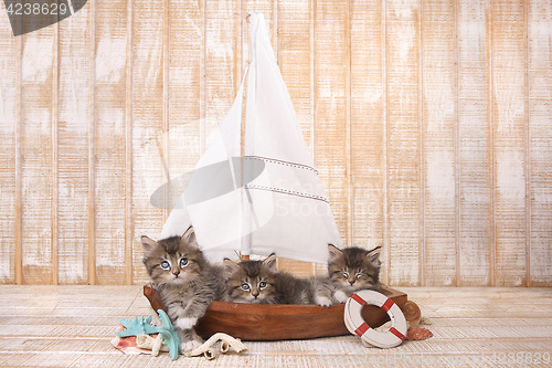 Image of Cute Kittens in a Sailboat With Ocean Theme