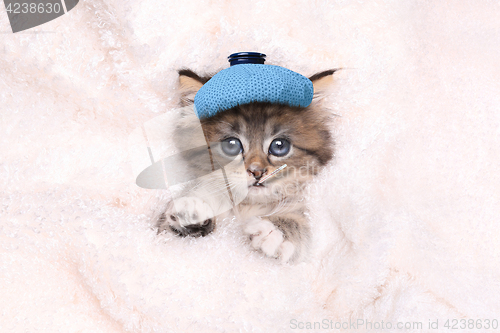 Image of Sick Kitten With Ice Bag and Thermometer 