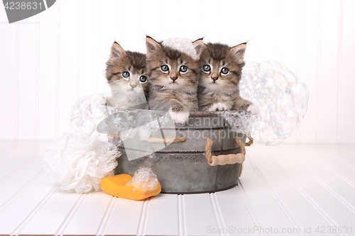 Image of Cute Kittens in Washtub Getting Groomed By Bubble Bath