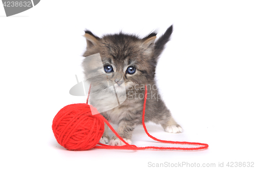 Image of Tiny Kitten Playing With Red Ball of Yarn