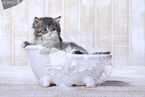 Image of Tiny Kitten in a Bathtub With Bubbles 