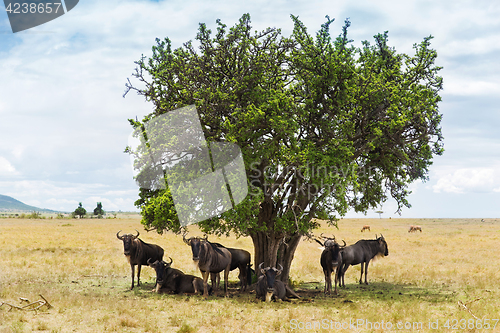 Image of wildebeests grazing in savannah at africa