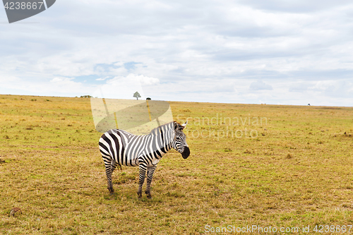 Image of zebra grazing in savannah at africa