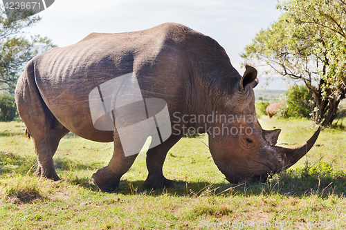 Image of rhino grazing in savannah at africa