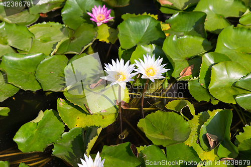 Image of white water lilies in pond