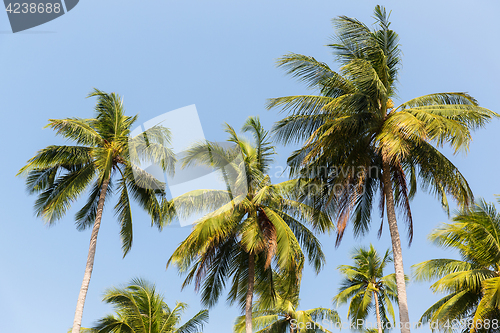 Image of green palm trees ove blue sky