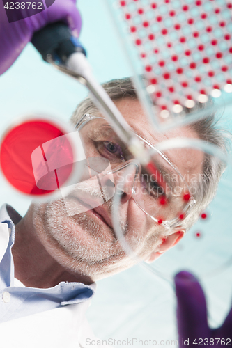 Image of Senior life science researcher grafting bacteria.