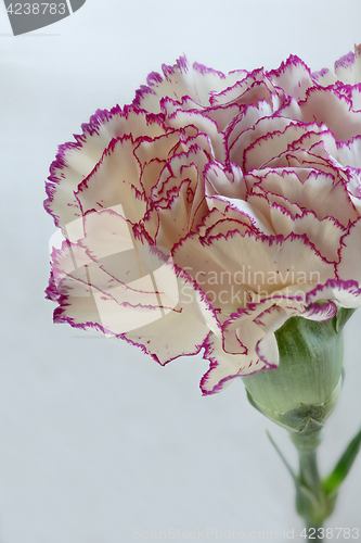 Image of White Terry carnation flower on white