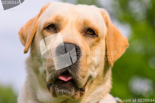 Image of Labrador retriever dog in park