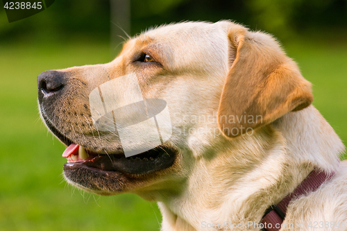 Image of Labrador retriever dog in park