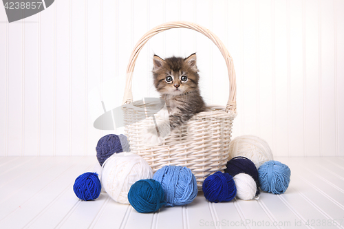Image of Cute Kitten in a Basket With Yarn on White