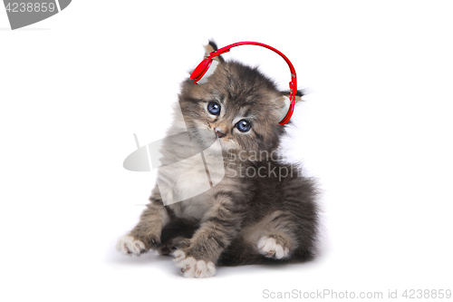 Image of Kitten on a White Background Listening to Music