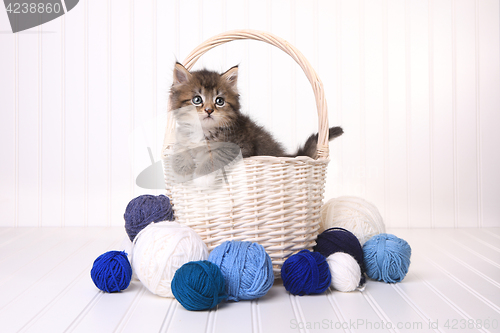 Image of Cute Kitten in a Basket With Yarn on White