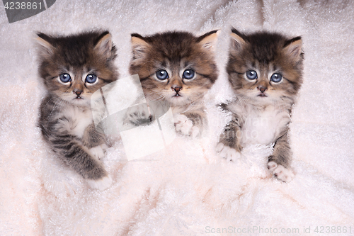 Image of Kittens Lying in Bed With Blanket