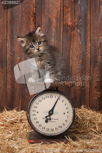 Image of Adorable Kitten on Antique Vintage Scale