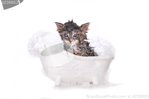 Image of Dripping Wet Kitten on White 