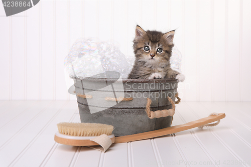 Image of Cute Kitten in Washtub Getting Groomed By Bubble Bath