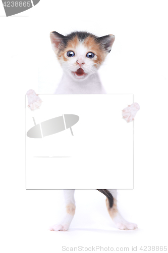 Image of Baby Calico Kitten With Surprise Expression On White Background