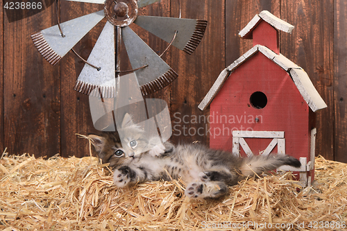 Image of Cute Kitten in a Barn Setting With Straw