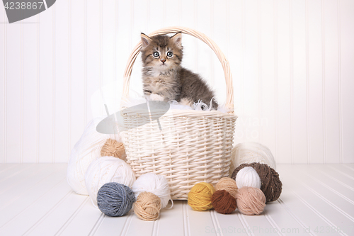 Image of Cute Kitten in a Basket With Yarn on White