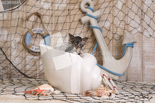 Image of Dripping Wet Kitten on Ocean Themed Background