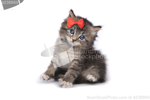 Image of Cute Tiny Kitten on a White Background