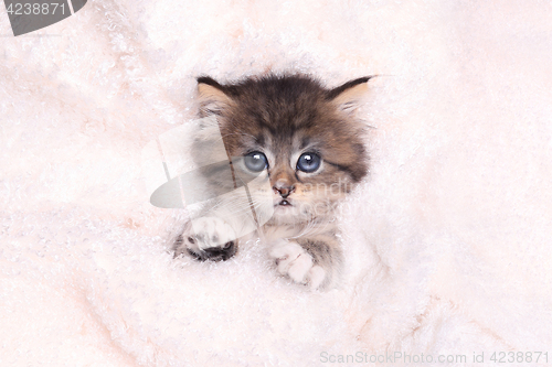 Image of Kitten Lying in Bed With Blanket