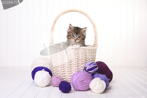 Image of Cute Kitten in a Basket With Yarn on White