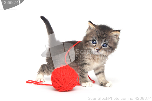 Image of Tiny Kitten Playing With Red Ball of Yarn