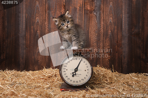 Image of Adorable Kitten on Antique Vintage Scale