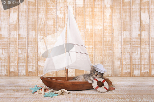 Image of Cute Kitten in a Sailboat With Ocean Theme