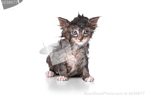 Image of Dripping Wet Kitten on White 