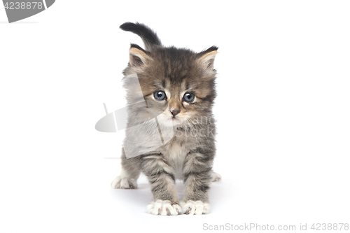 Image of Cute Tiny Kitten on a White Background