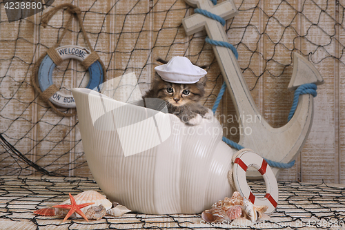 Image of Kitten on Ocean Themed Background